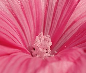 Preview wallpaper flower, pink, petals, pollen