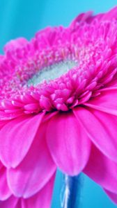 Preview wallpaper flower, pink, petals, beautiful