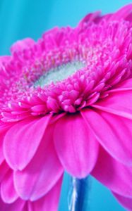 Preview wallpaper flower, pink, petals, beautiful