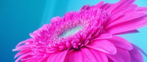 Preview wallpaper flower, pink, petals, beautiful