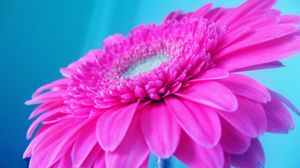 Preview wallpaper flower, pink, petals, beautiful