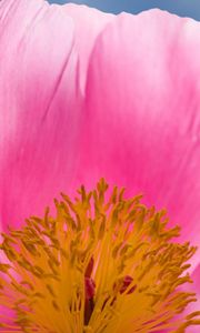 Preview wallpaper flower, pink, petals, stamens