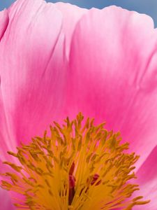 Preview wallpaper flower, pink, petals, stamens