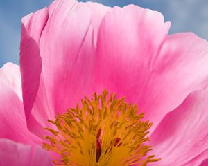 Preview wallpaper flower, pink, petals, stamens