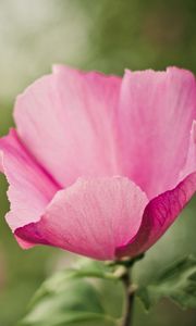 Preview wallpaper flower, pink, petals, tenderness