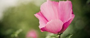 Preview wallpaper flower, pink, petals, tenderness