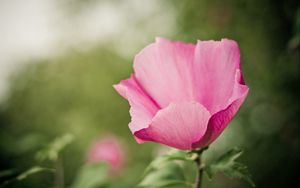 Preview wallpaper flower, pink, petals, tenderness