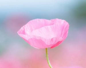 Preview wallpaper flower, pink, petals