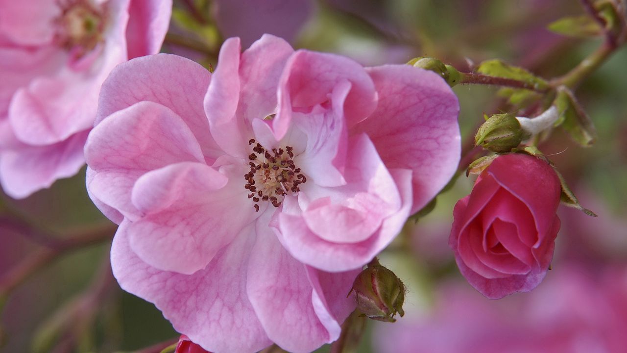 Wallpaper flower, pink, petals