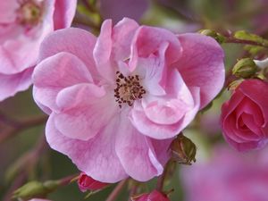 Preview wallpaper flower, pink, petals