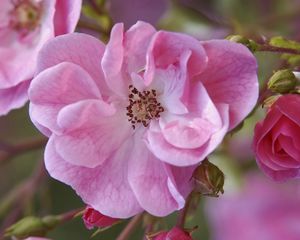 Preview wallpaper flower, pink, petals