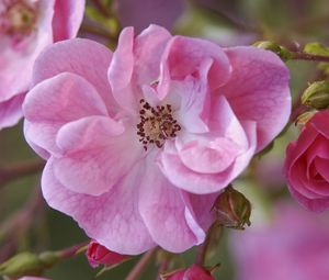 Preview wallpaper flower, pink, petals