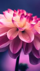 Preview wallpaper flower, pink, petals, bud, close-up