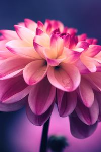 Preview wallpaper flower, pink, petals, bud, close-up