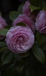 Preview wallpaper flower, pink, plant, bloom, closeup