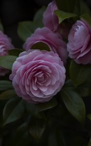 Preview wallpaper flower, pink, plant, bloom, closeup