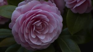 Preview wallpaper flower, pink, plant, bloom, closeup