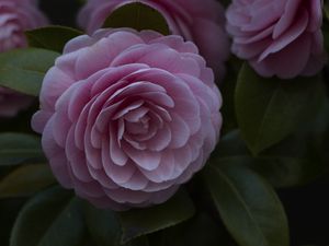 Preview wallpaper flower, pink, plant, bloom, closeup