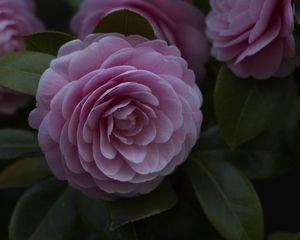 Preview wallpaper flower, pink, plant, bloom, closeup