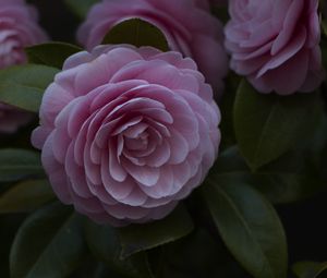 Preview wallpaper flower, pink, plant, bloom, closeup