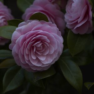 Preview wallpaper flower, pink, plant, bloom, closeup