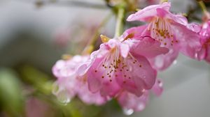 Preview wallpaper flower, pink, plant