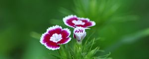 Preview wallpaper flower, pink, summer, macro, green