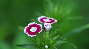 Preview wallpaper flower, pink, summer, macro, green