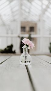 Preview wallpaper flower, pink, vase, glass