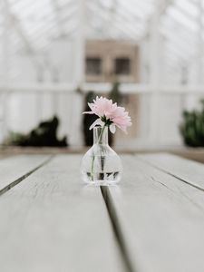 Preview wallpaper flower, pink, vase, glass