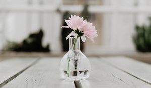 Preview wallpaper flower, pink, vase, glass