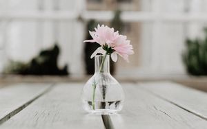 Preview wallpaper flower, pink, vase, glass