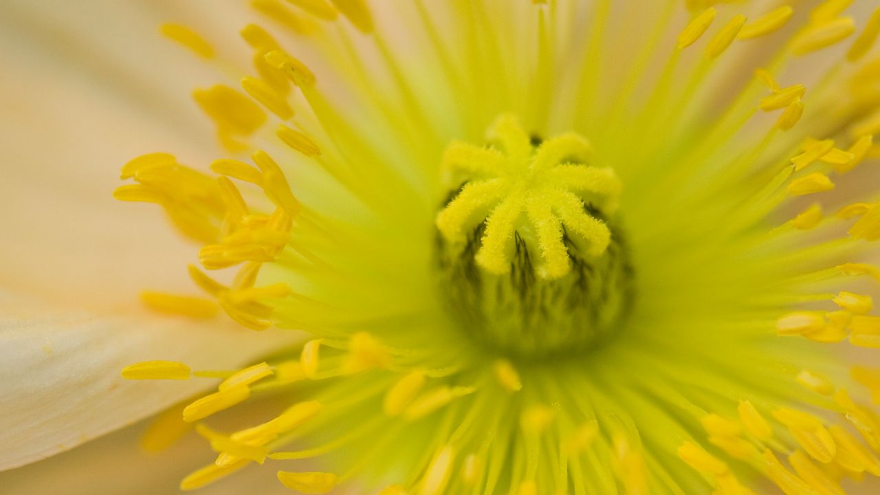 Wallpaper flower, pistil, yellow, pollen, macro, closeup
