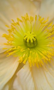 Preview wallpaper flower, pistil, yellow, pollen, macro, closeup