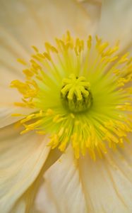 Preview wallpaper flower, pistil, yellow, pollen, macro, closeup