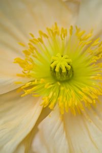Preview wallpaper flower, pistil, yellow, pollen, macro, closeup