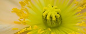 Preview wallpaper flower, pistil, yellow, pollen, macro, closeup