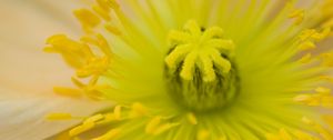 Preview wallpaper flower, pistil, yellow, pollen, macro, closeup