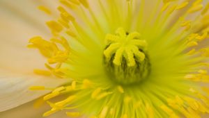 Preview wallpaper flower, pistil, yellow, pollen, macro, closeup