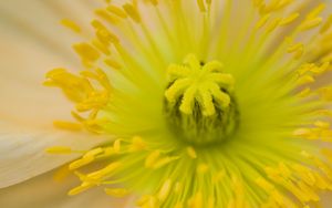 Preview wallpaper flower, pistil, yellow, pollen, macro, closeup