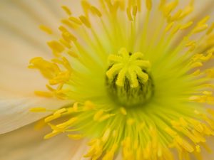 Preview wallpaper flower, pistil, yellow, pollen, macro, closeup