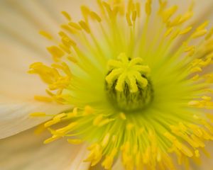 Preview wallpaper flower, pistil, yellow, pollen, macro, closeup