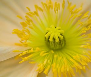 Preview wallpaper flower, pistil, yellow, pollen, macro, closeup
