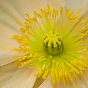 Preview wallpaper flower, pistil, yellow, pollen, macro, closeup