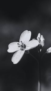 Preview wallpaper flower, plant, black and white, macro