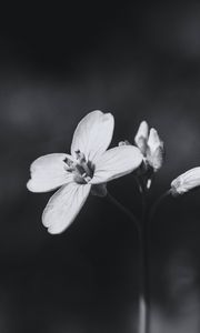 Preview wallpaper flower, plant, black and white, macro