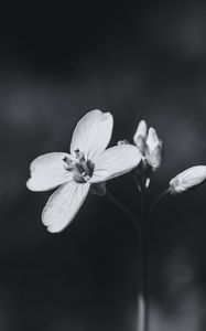 Preview wallpaper flower, plant, black and white, macro