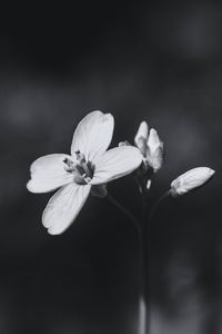 Preview wallpaper flower, plant, black and white, macro