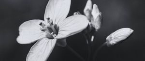 Preview wallpaper flower, plant, black and white, macro