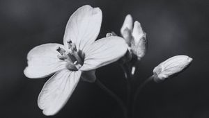 Preview wallpaper flower, plant, black and white, macro